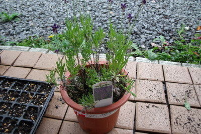 DSCF4982.jpg