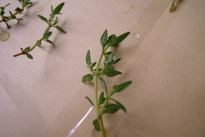 DSCF5007.jpg